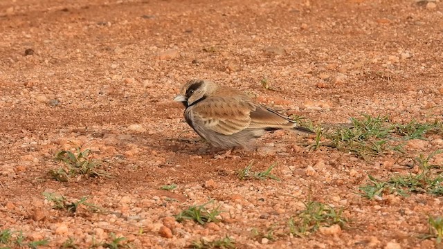 Ashy-crowned Sparrow-Lark - ML620372818