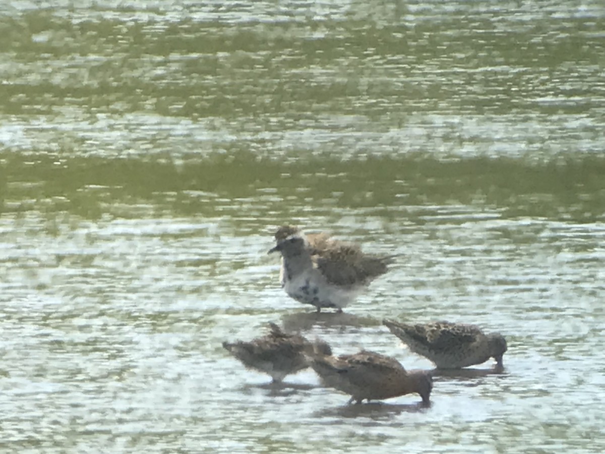 golden-plover sp. - ML620372825