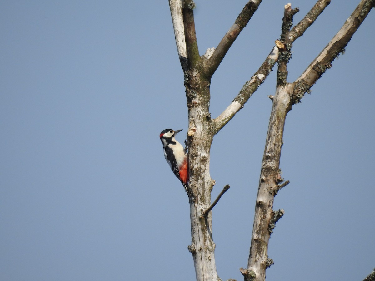 Great Spotted Woodpecker - ML620372834