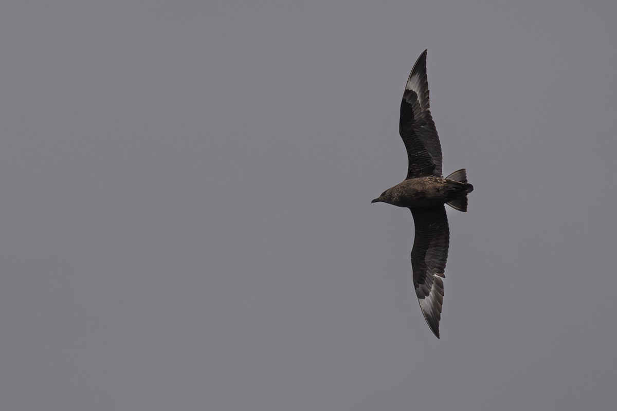 Great Skua - ML620372837