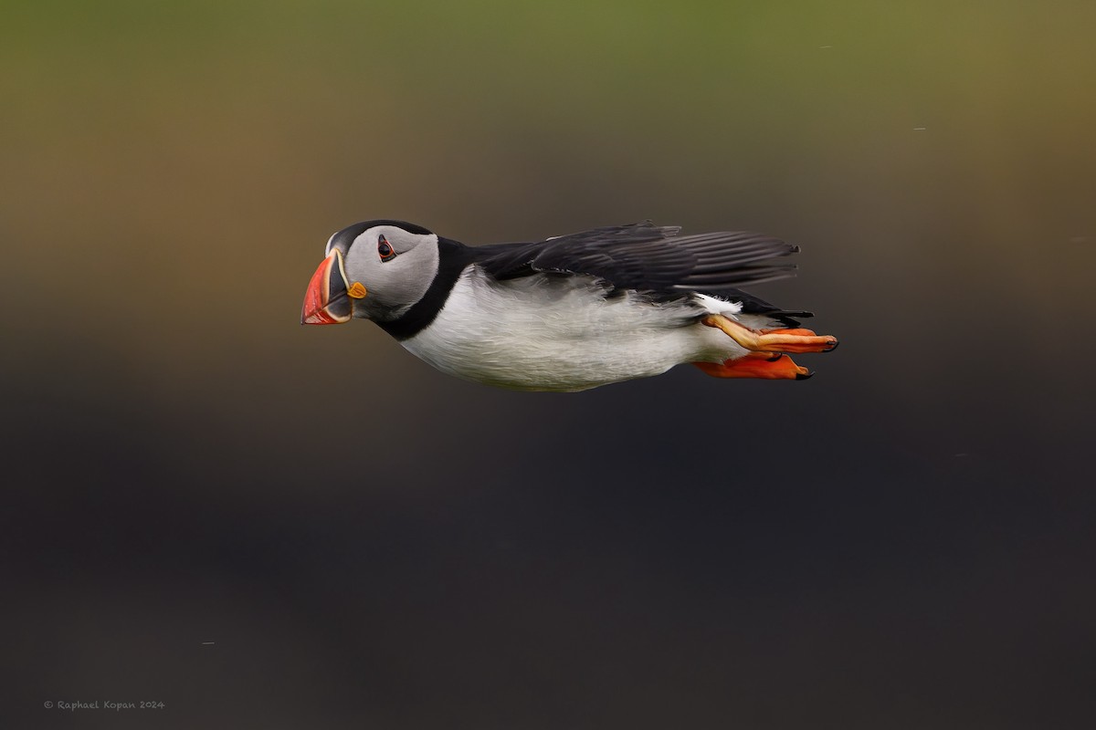 Atlantic Puffin - ML620372840