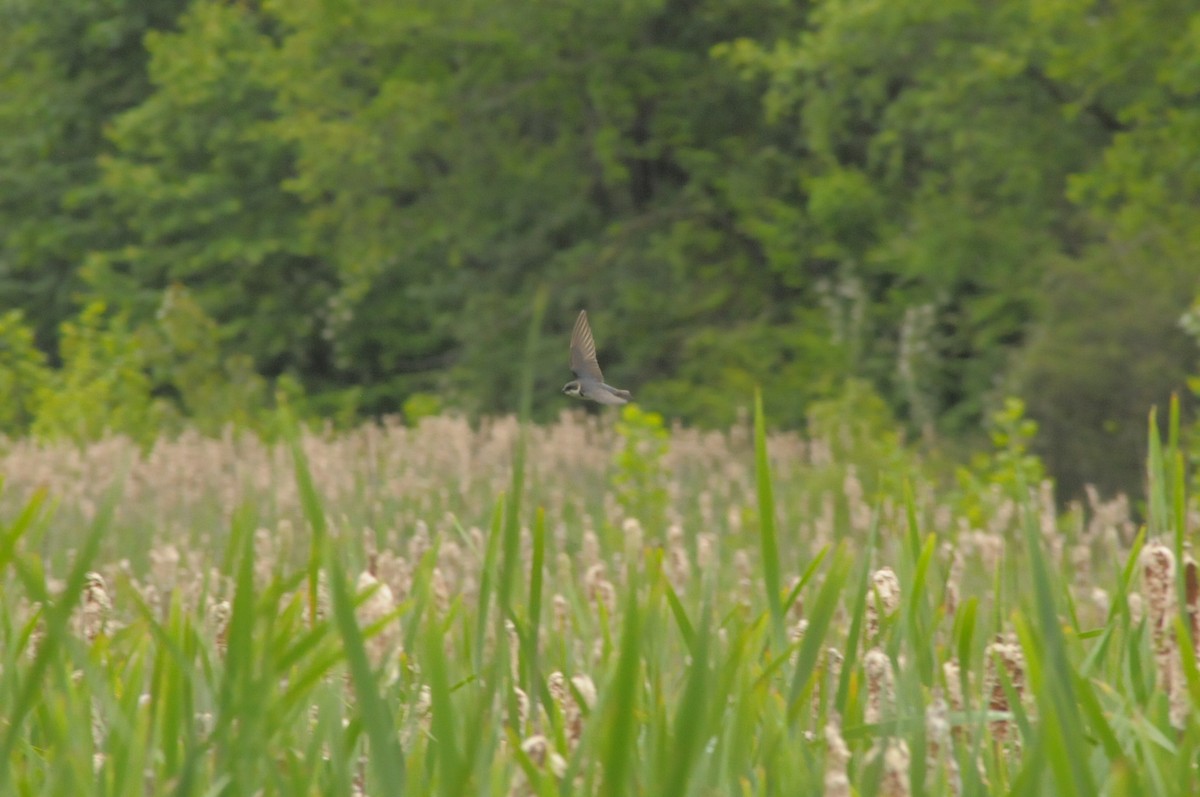 Tree Swallow - ML620372850