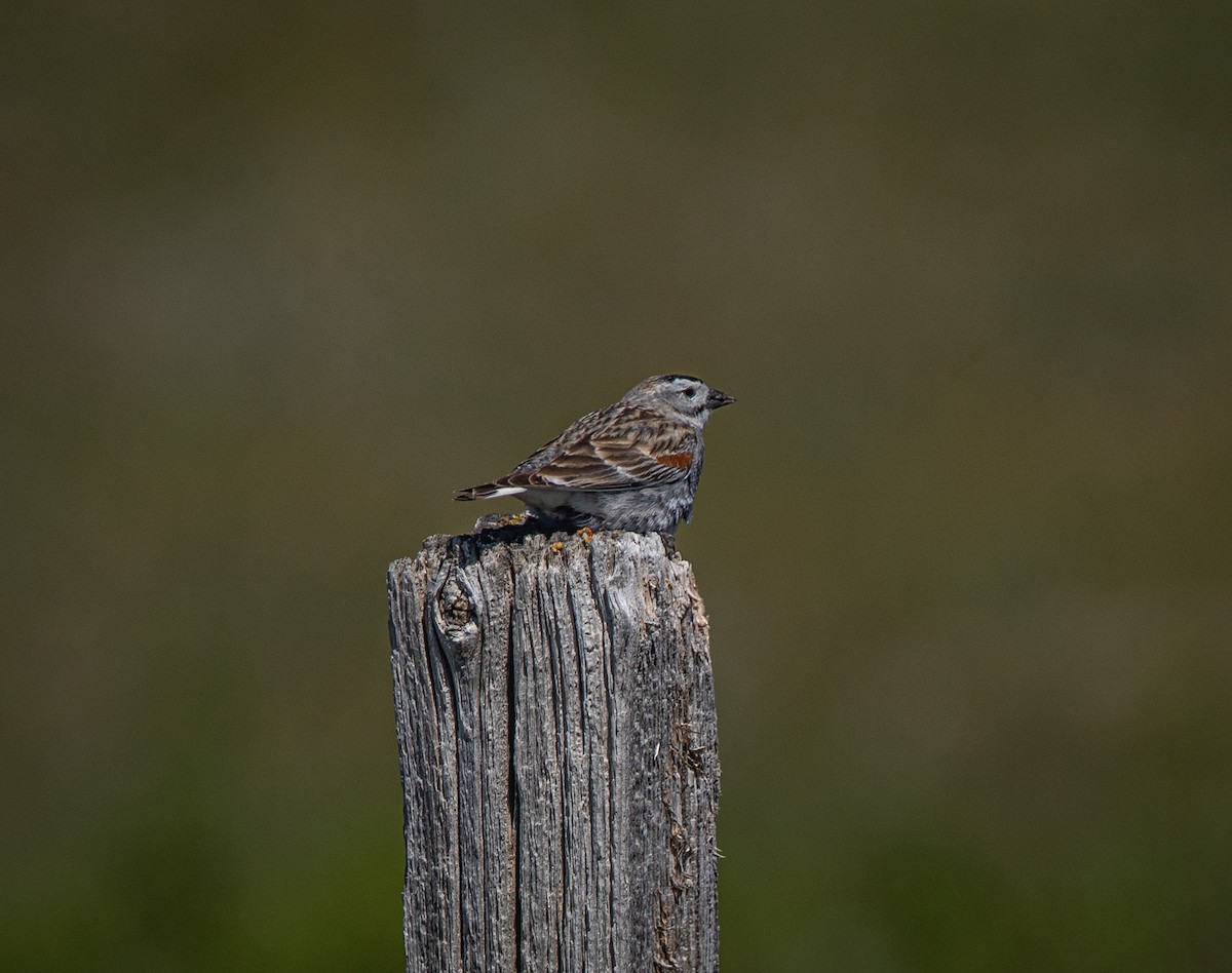 Thick-billed Longspur - ML620372859