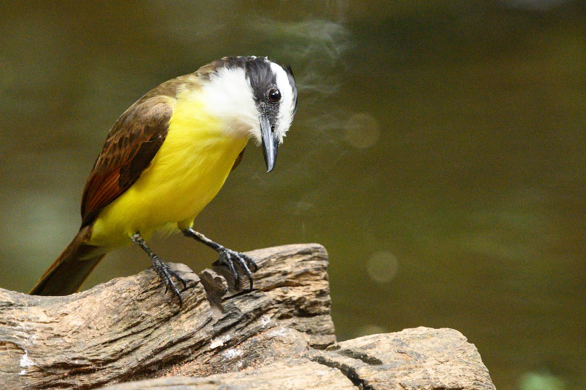 Great Kiskadee - ML620372863