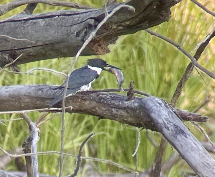 Belted Kingfisher - ML620372875