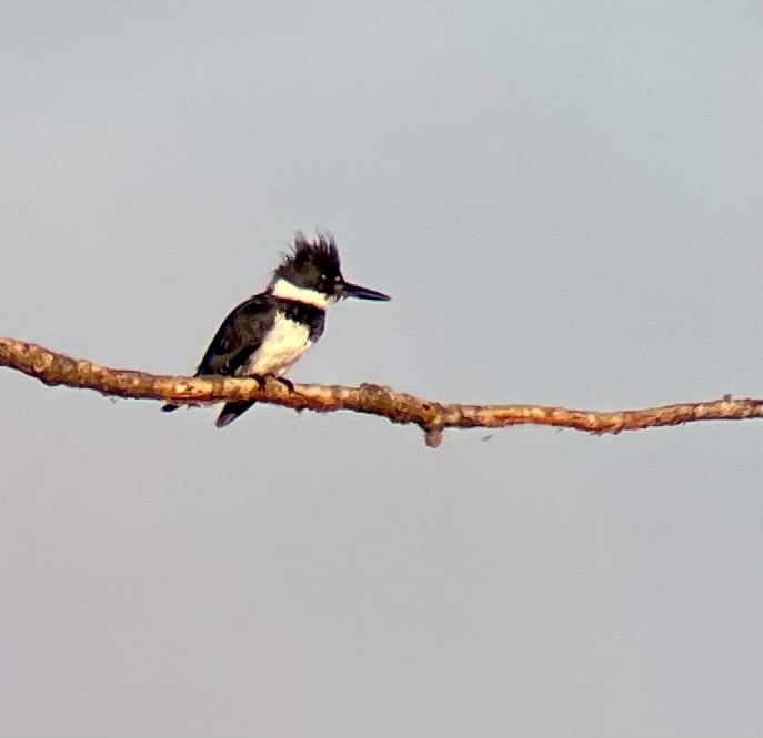 Belted Kingfisher - ML620372876