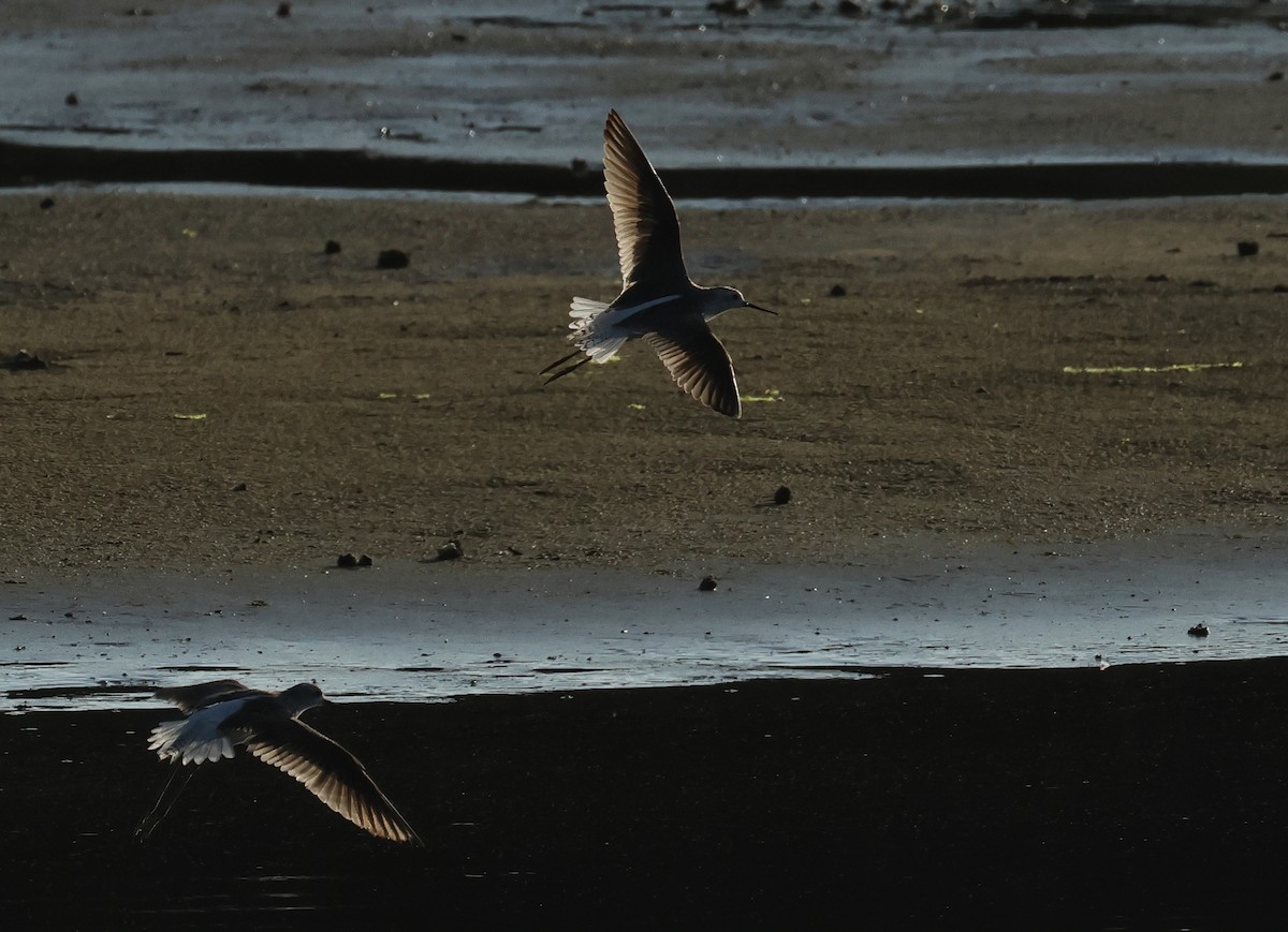 Marsh Sandpiper - ML620372878