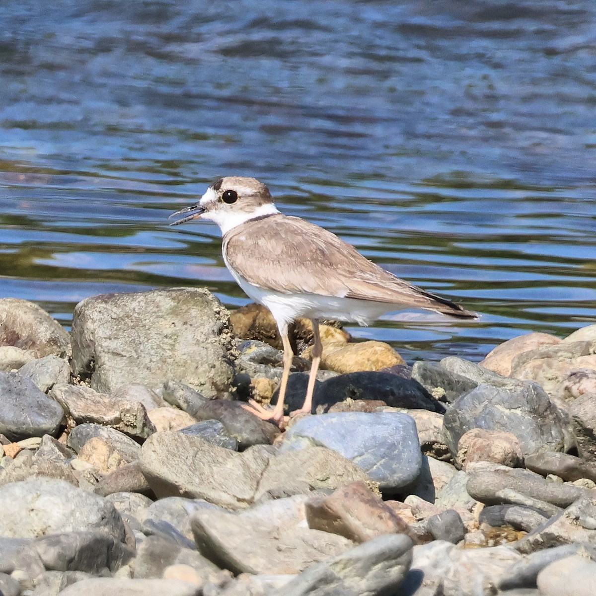 Long-billed Plover - ML620372880