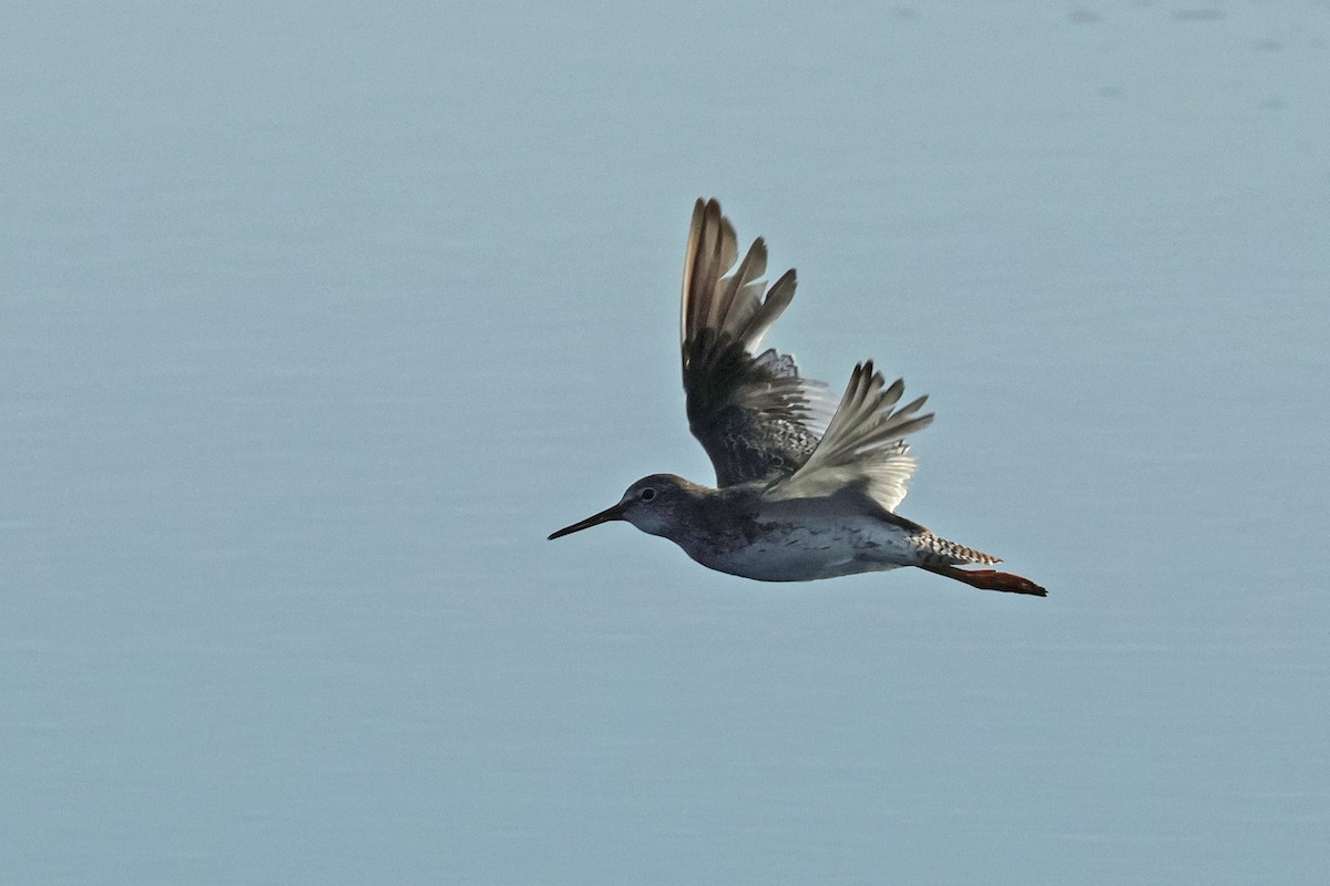 Common Redshank - ML620372881