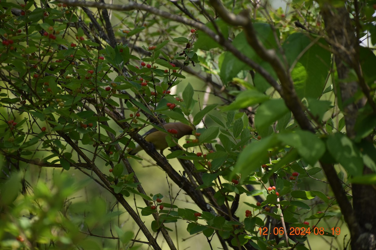 Cedar Waxwing - ML620372882