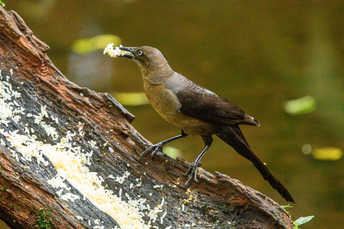 Great-tailed Grackle - ML620372883