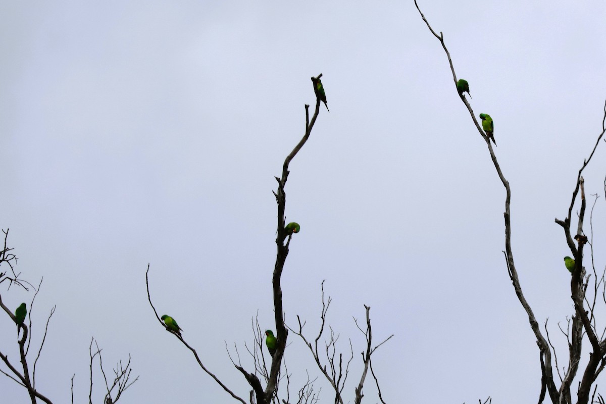Swift Parrot - ML620372900