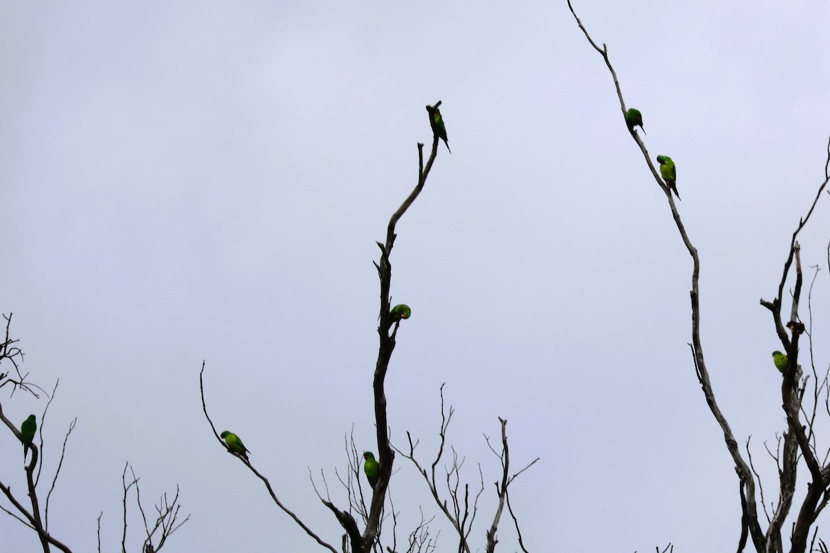 Swift Parrot - ML620372900