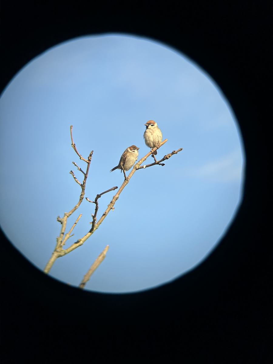 Eurasian Tree Sparrow - ML620372904