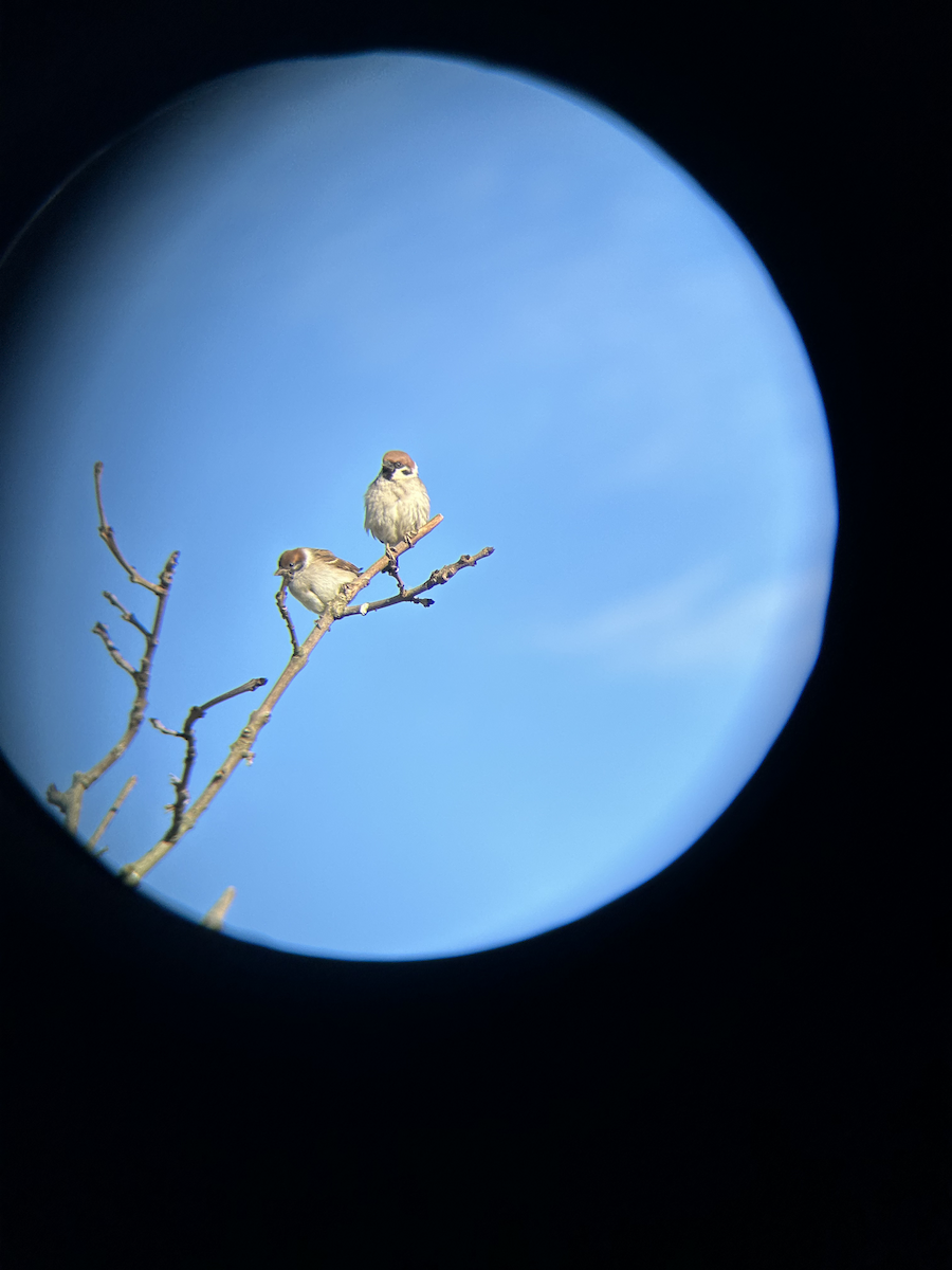 Eurasian Tree Sparrow - ML620372907
