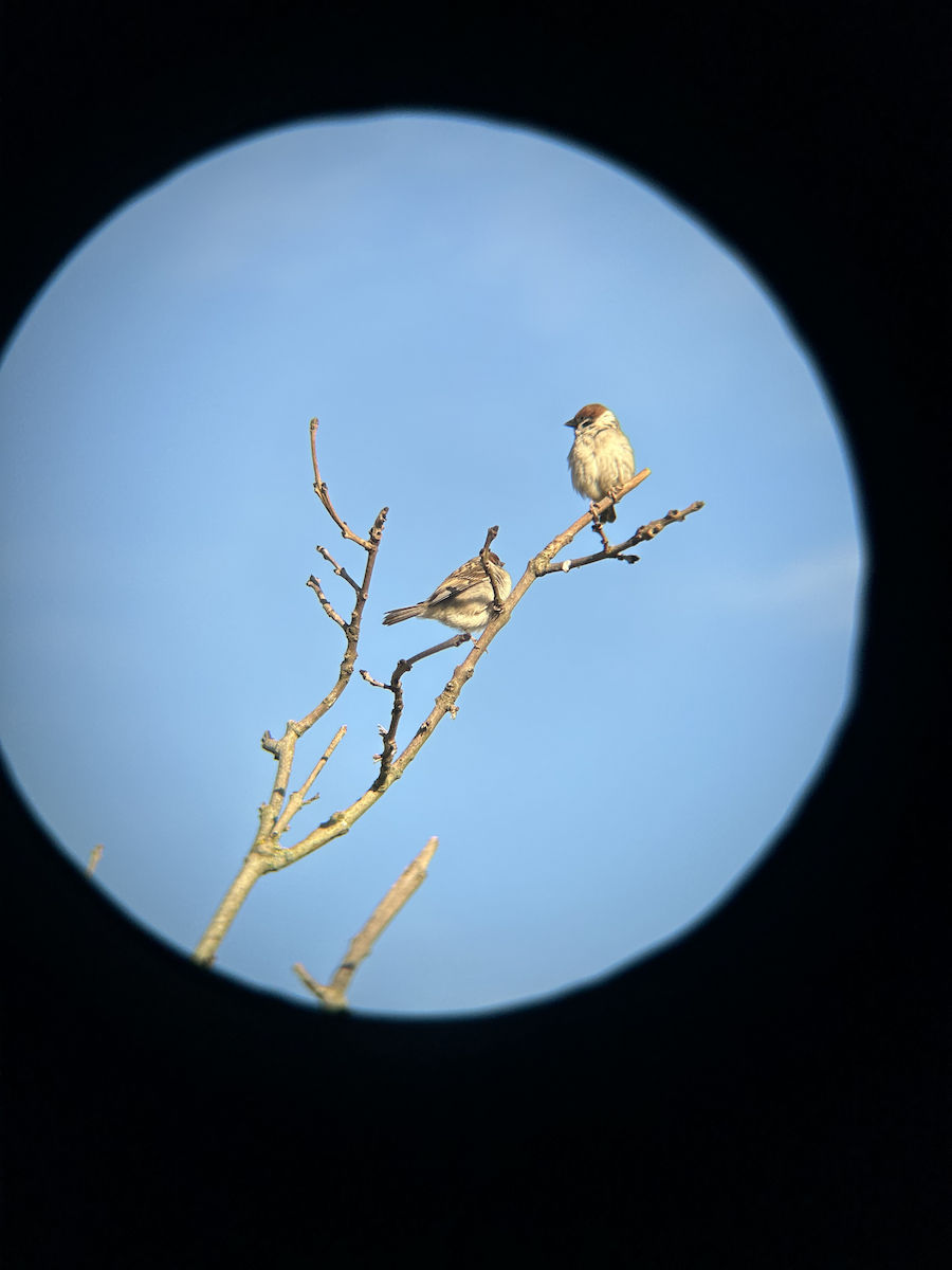 Eurasian Tree Sparrow - ML620372908