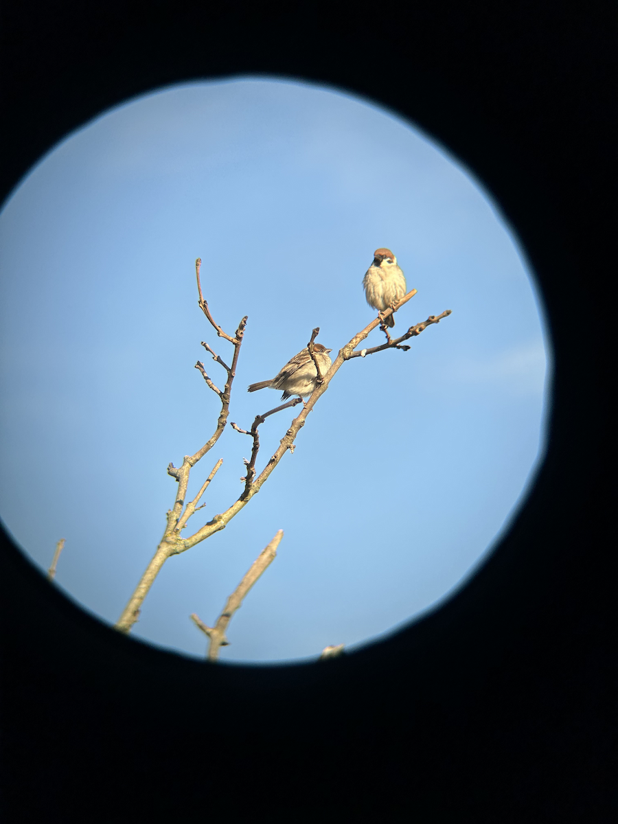 Eurasian Tree Sparrow - ML620372909