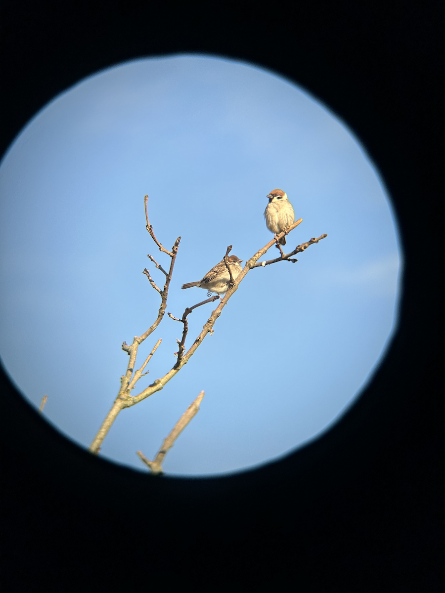 Eurasian Tree Sparrow - ML620372910