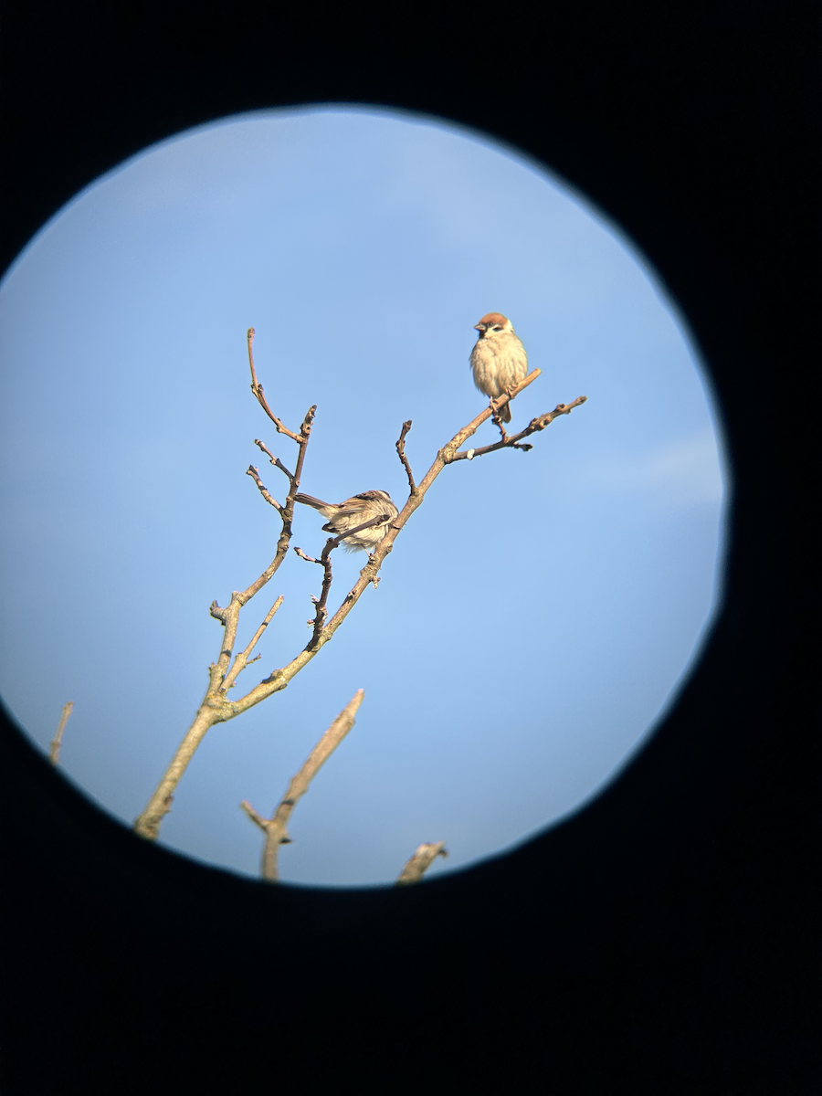 Eurasian Tree Sparrow - ML620372911