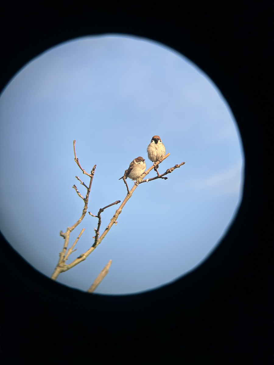 Eurasian Tree Sparrow - ML620372912