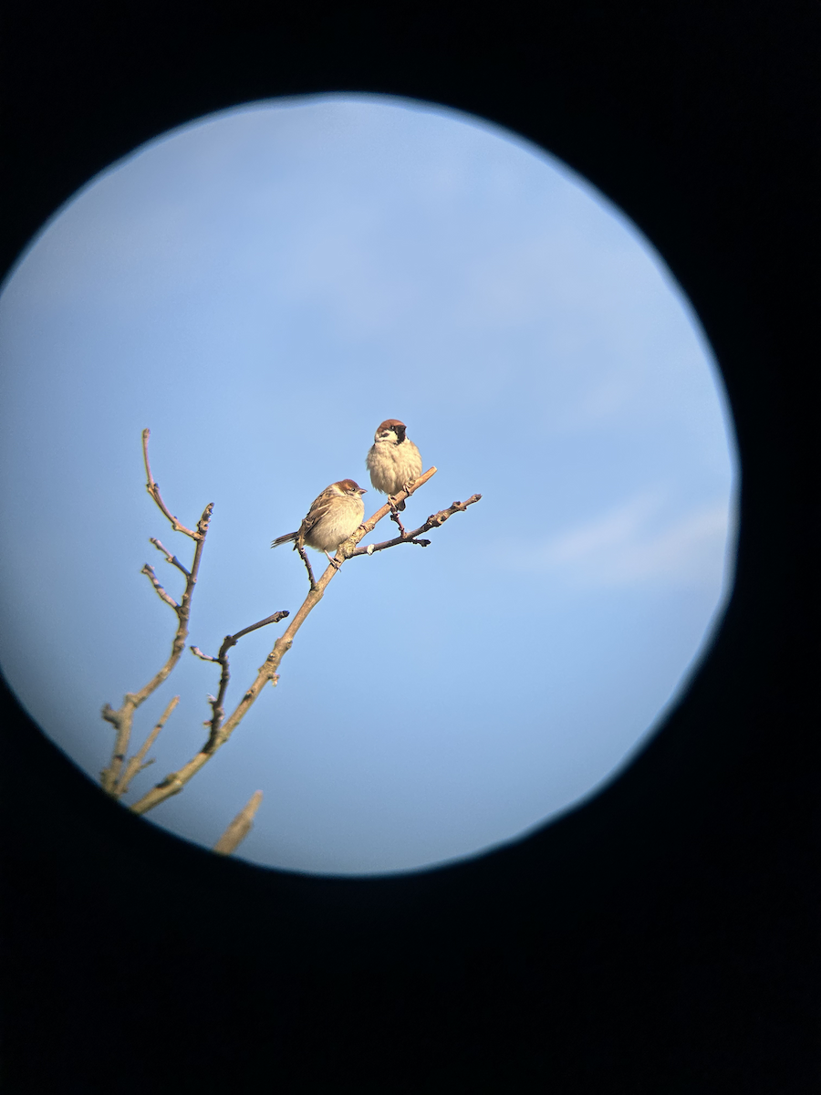 Eurasian Tree Sparrow - ML620372913
