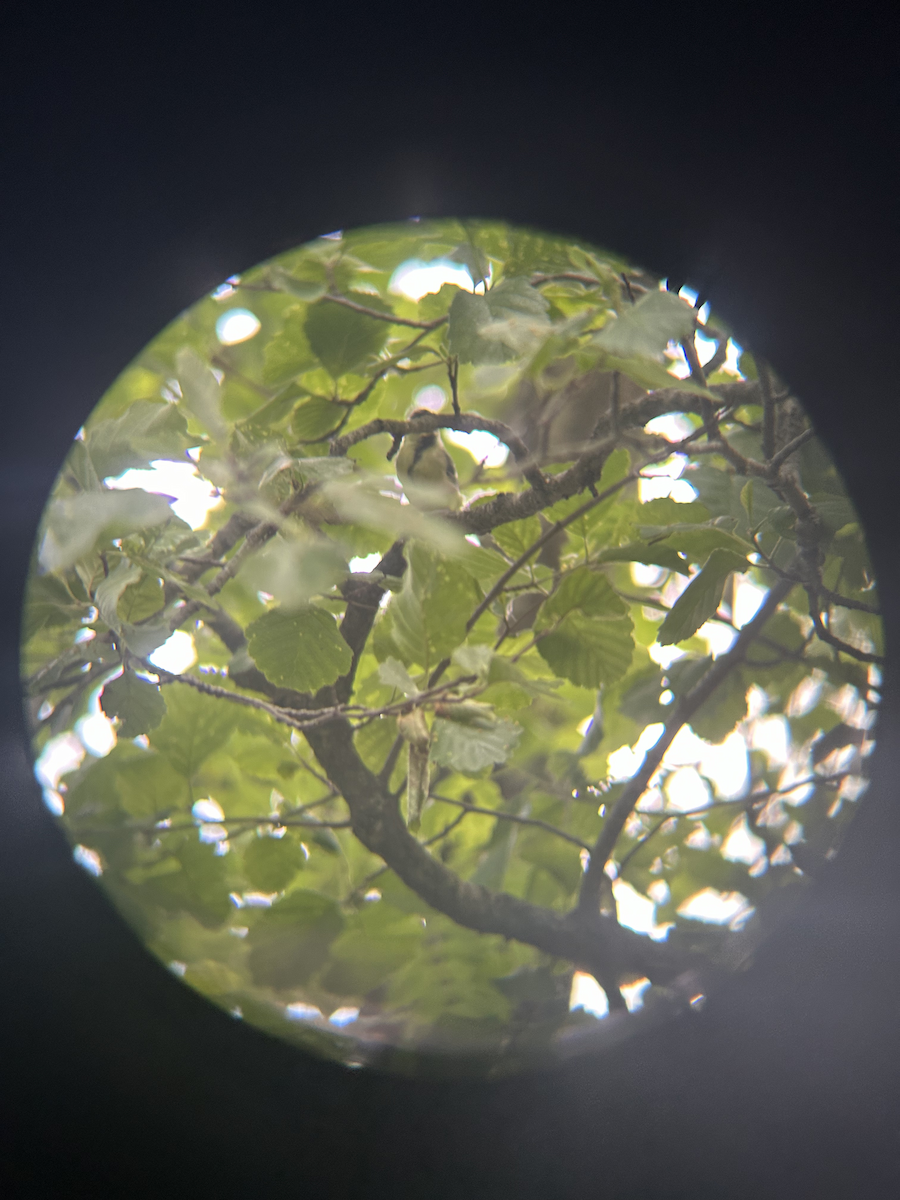 Great Tit - ML620372929