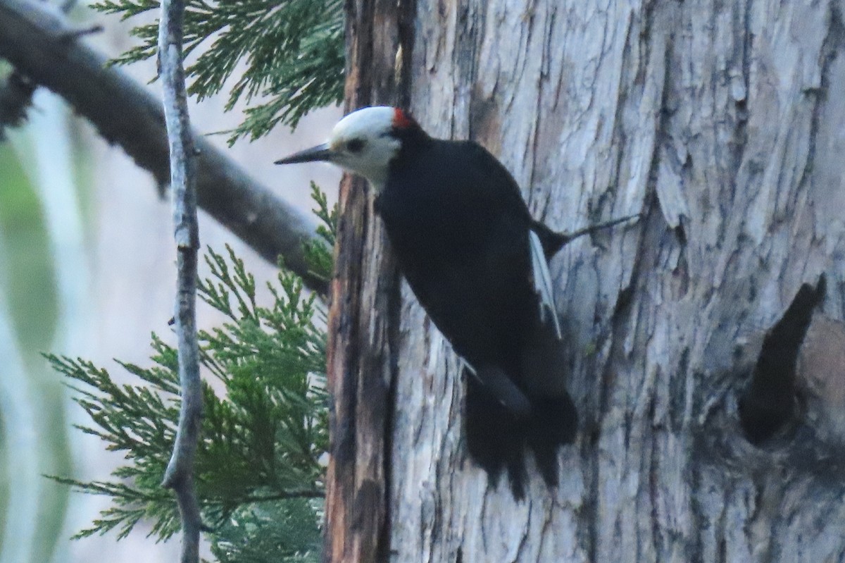 White-headed Woodpecker - ML620372933