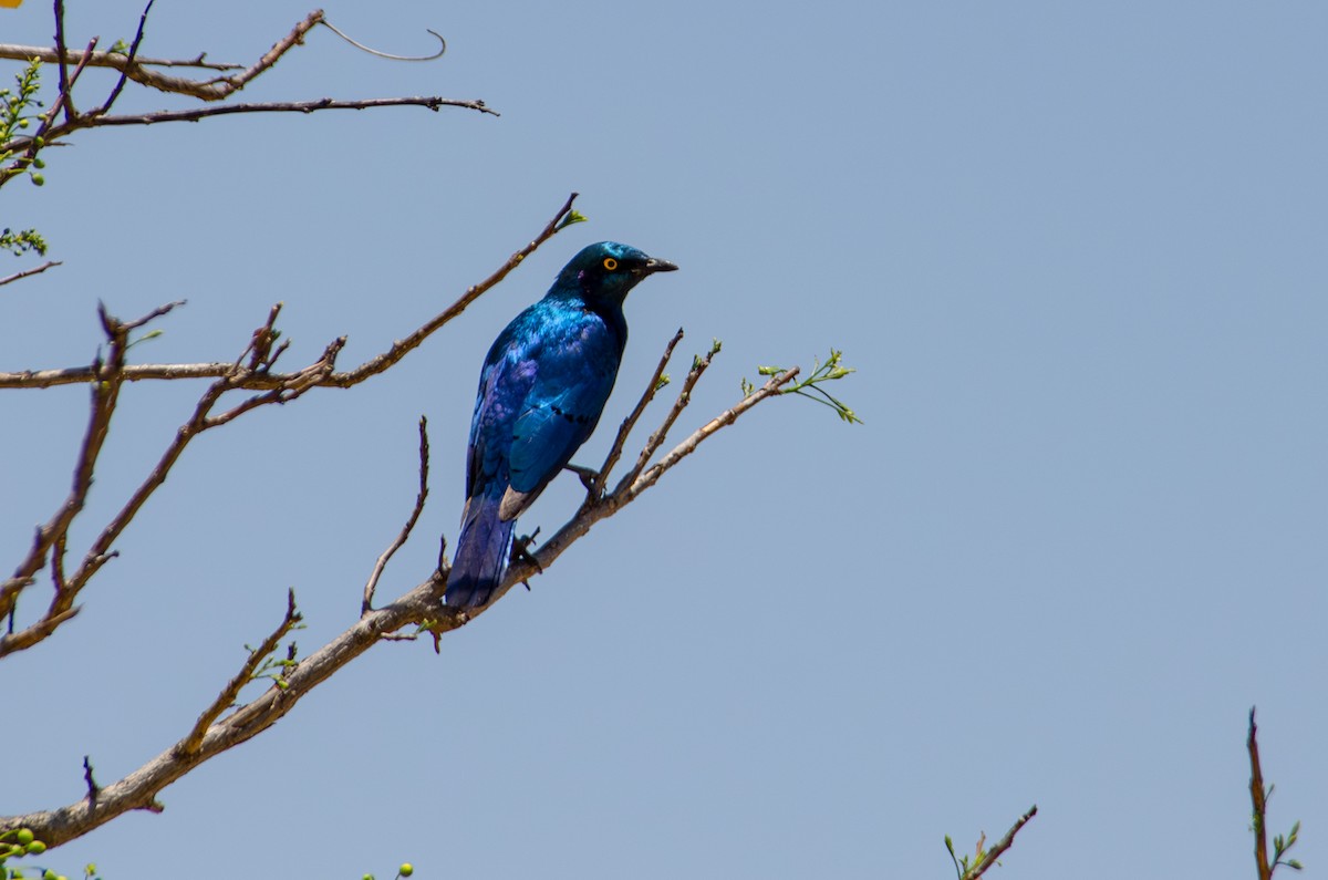 Greater Blue-eared Starling - ML620372936