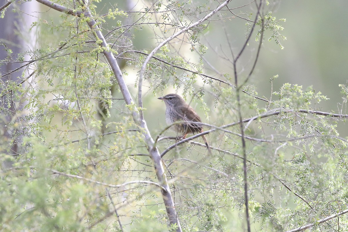 Chestnut-rumped Heathwren - ML620372942