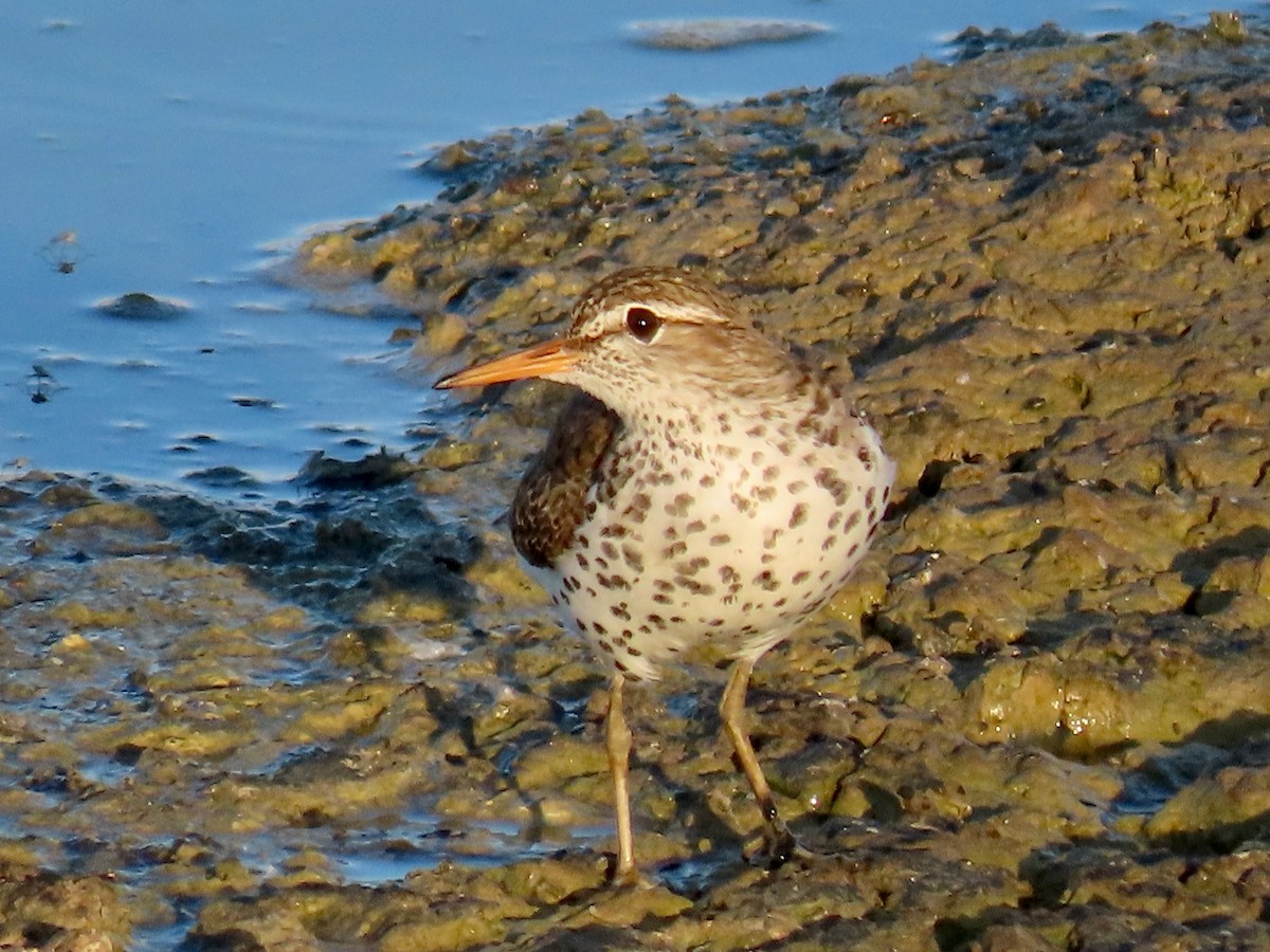 Spotted Sandpiper - ML620372946