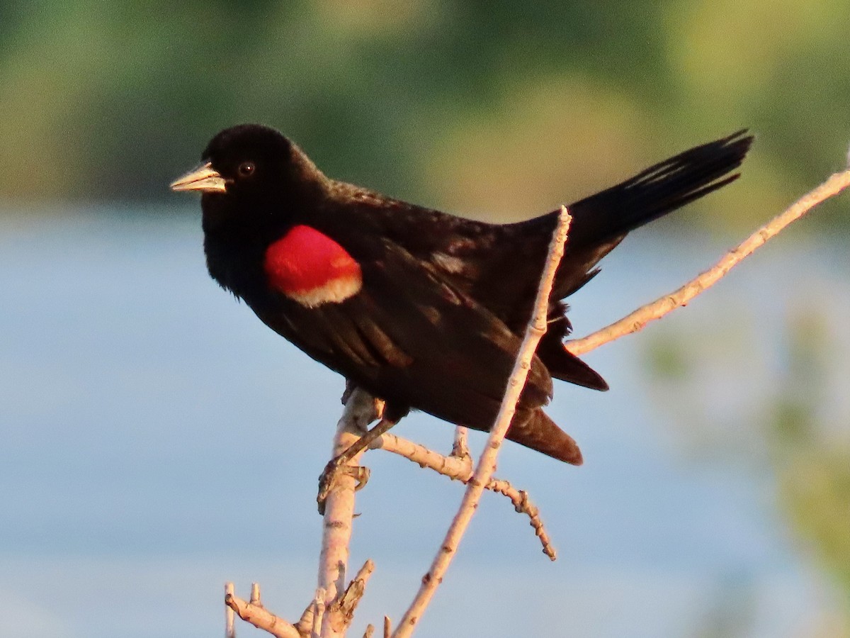Red-winged Blackbird - ML620372953