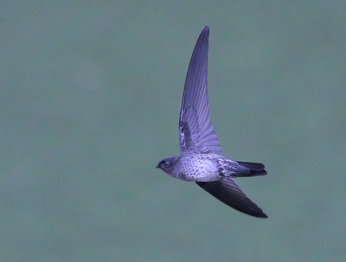 Plume-toed Swiftlet - sheau torng lim