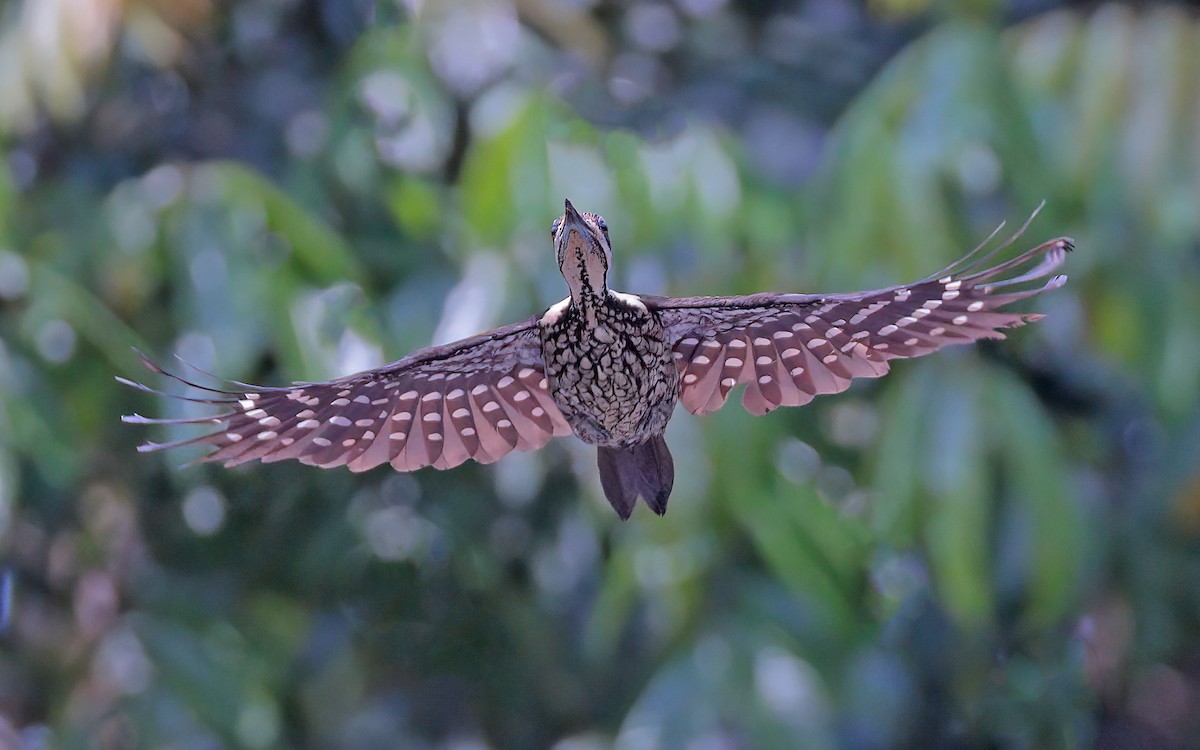 Common Flameback - ML620372961