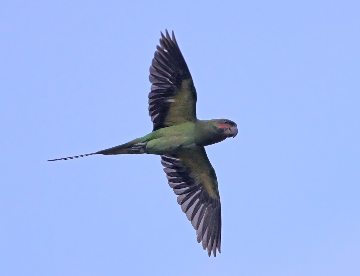 Long-tailed Parakeet - ML620372967