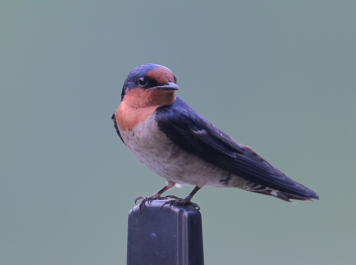 Pacific Swallow - ML620372970