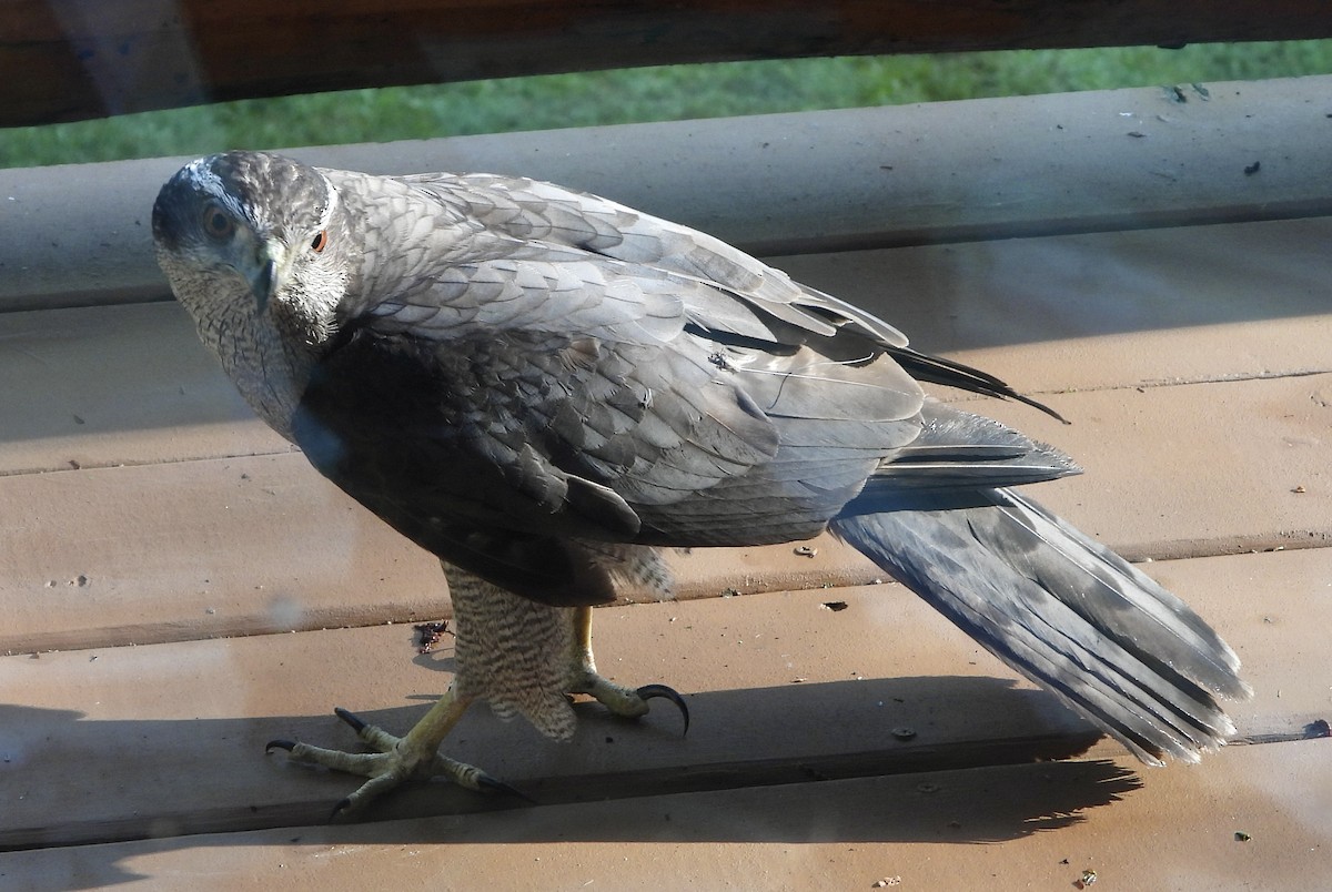 American Goshawk - ML620372972