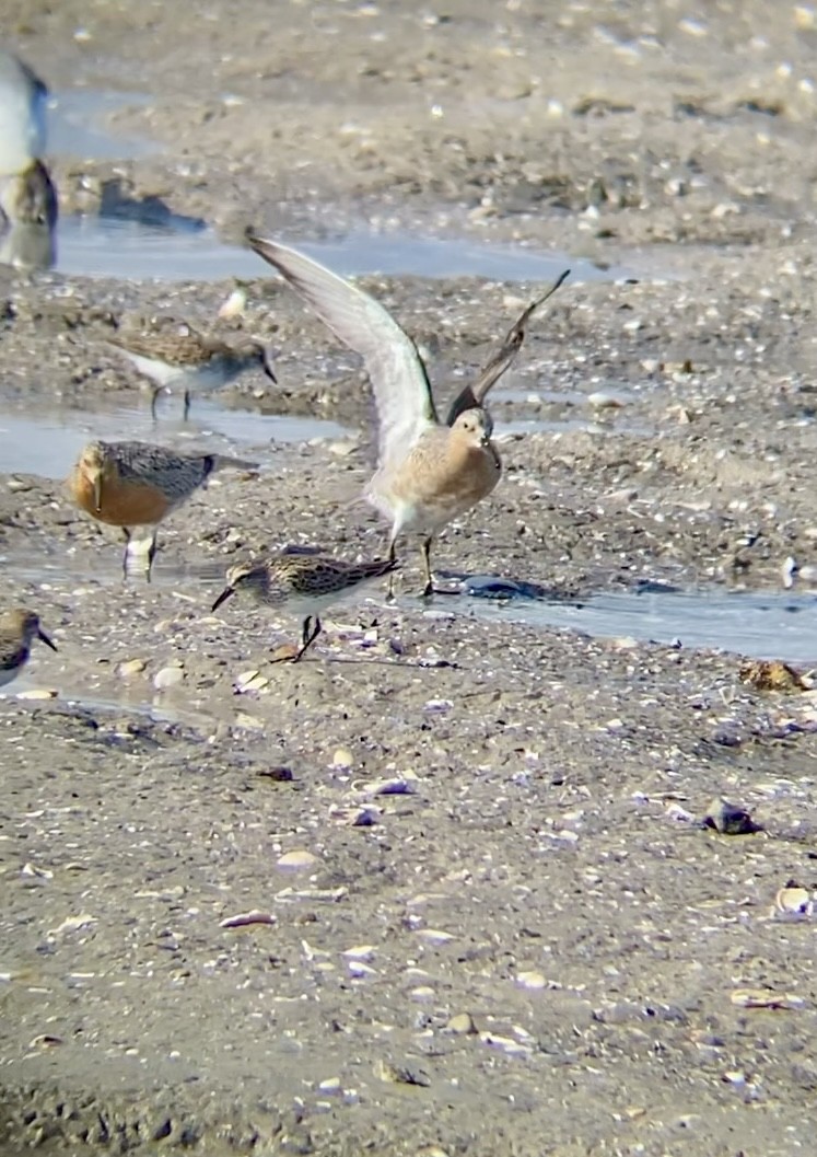 Red Knot - ML620372979