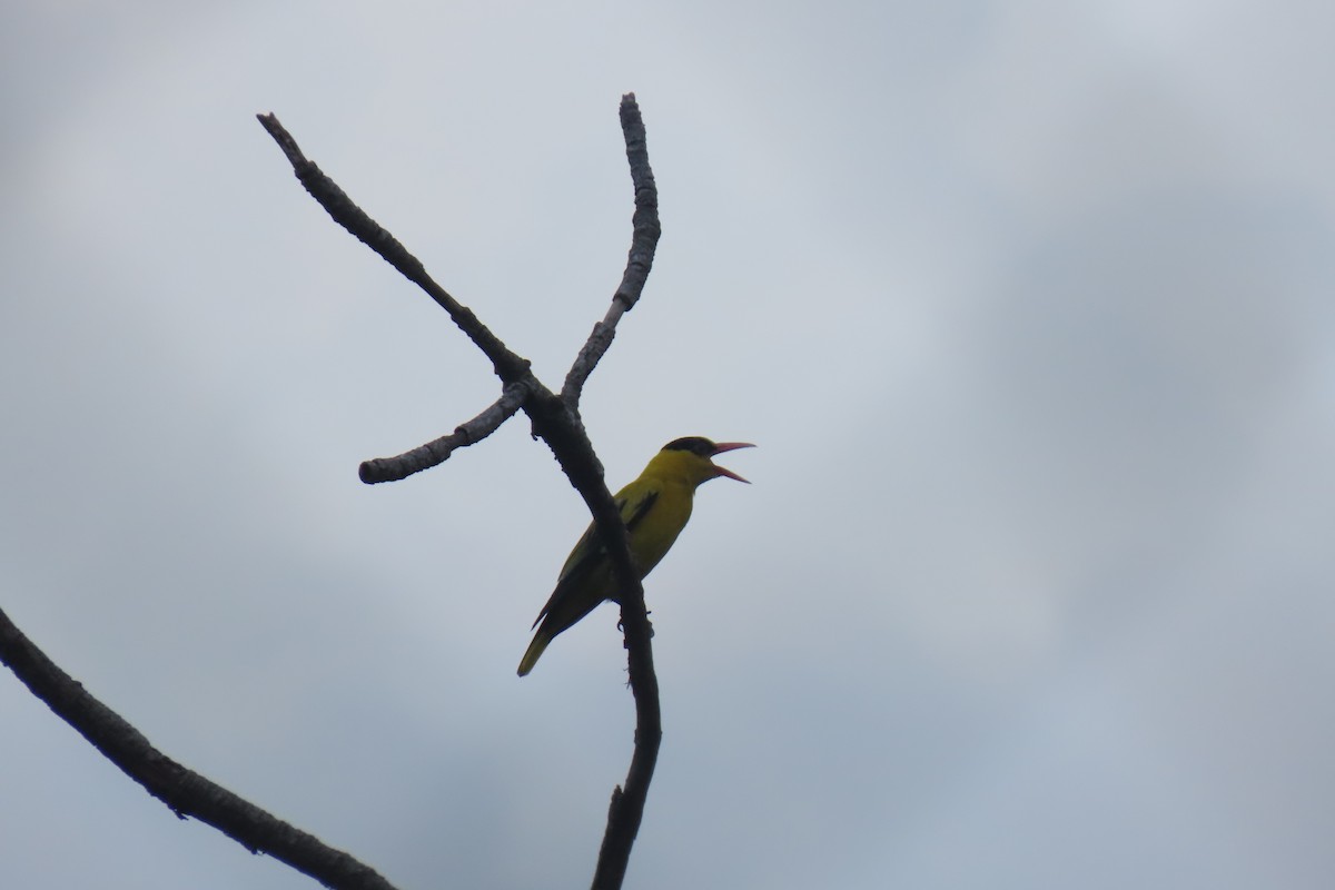 Black-naped Oriole - ML620372982