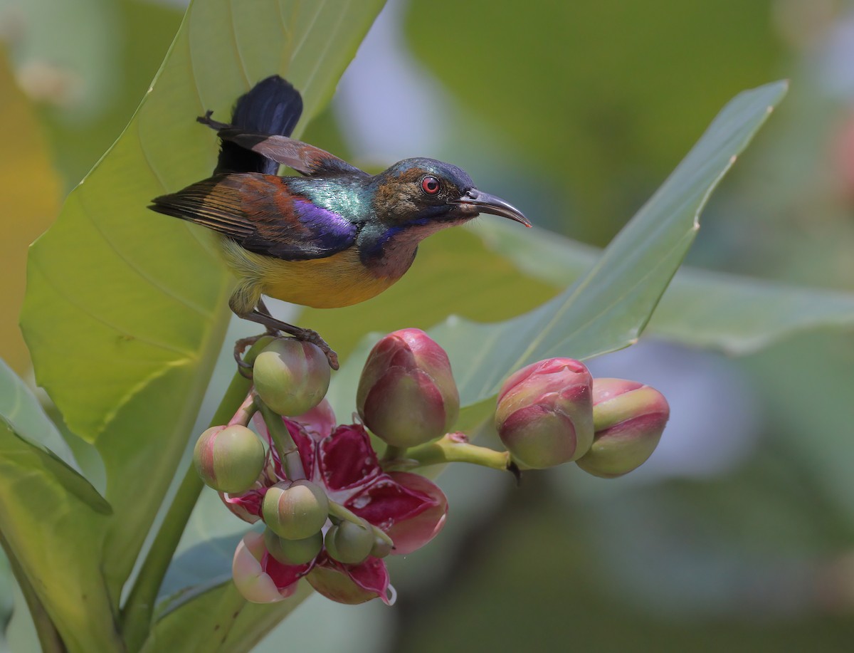 Brown-throated Sunbird - sheau torng lim