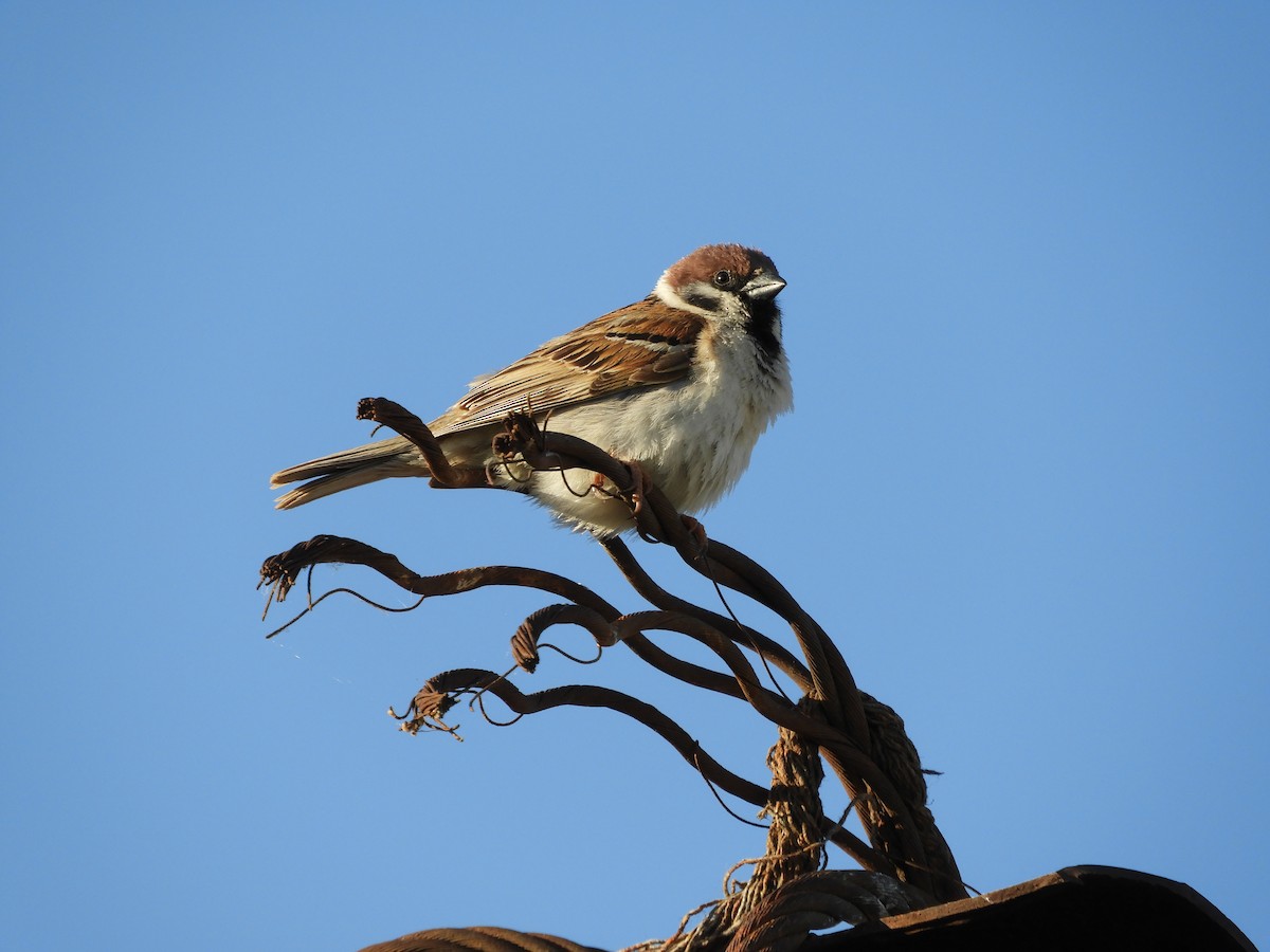 Eurasian Tree Sparrow - ML620372992