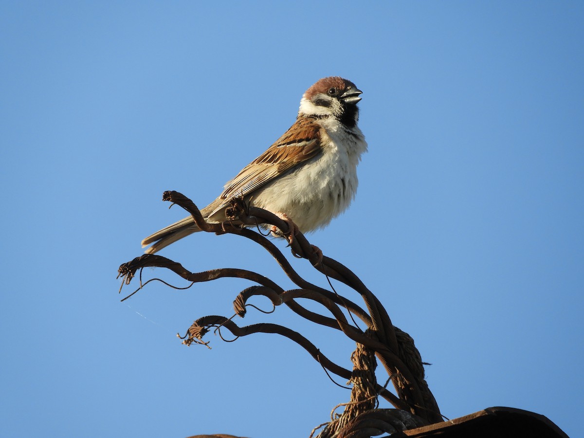 Eurasian Tree Sparrow - ML620372993