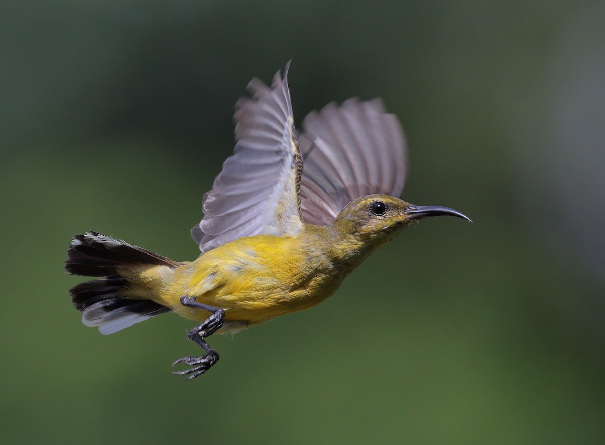 Ornate Sunbird - ML620372997