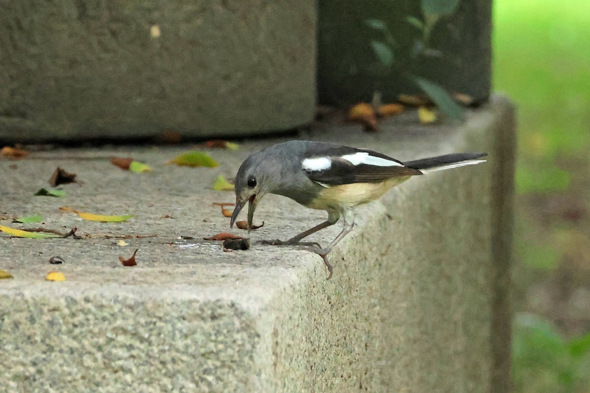 Oriental Magpie-Robin - ML620372998