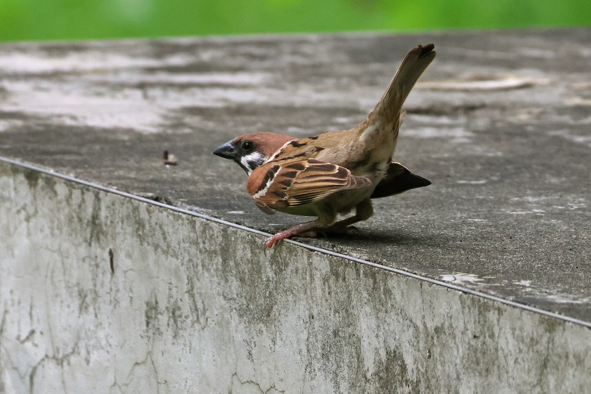 Eurasian Tree Sparrow - ML620373004