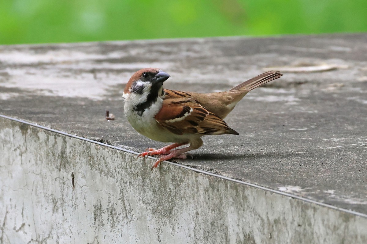 Eurasian Tree Sparrow - ML620373005