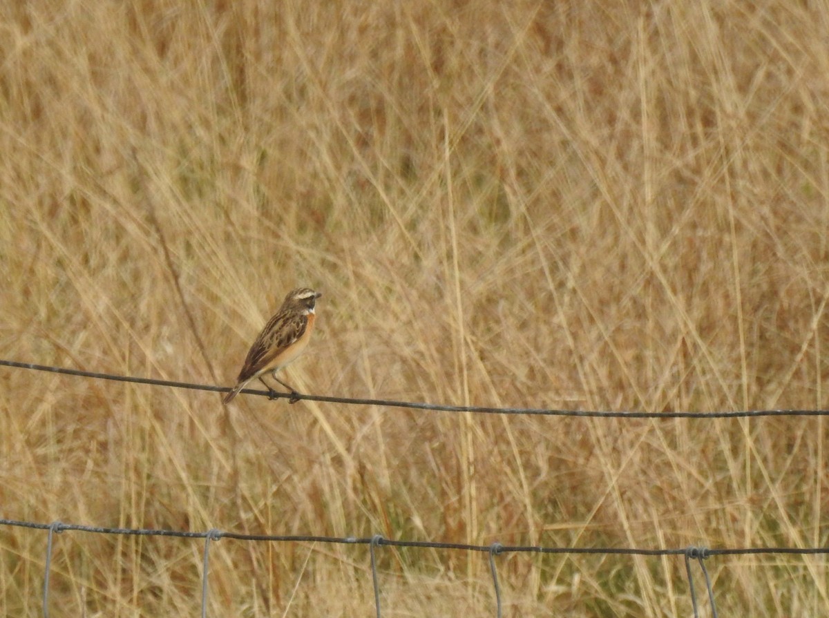 Whinchat - ML620373008