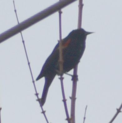 Red-winged Blackbird - ML620373013
