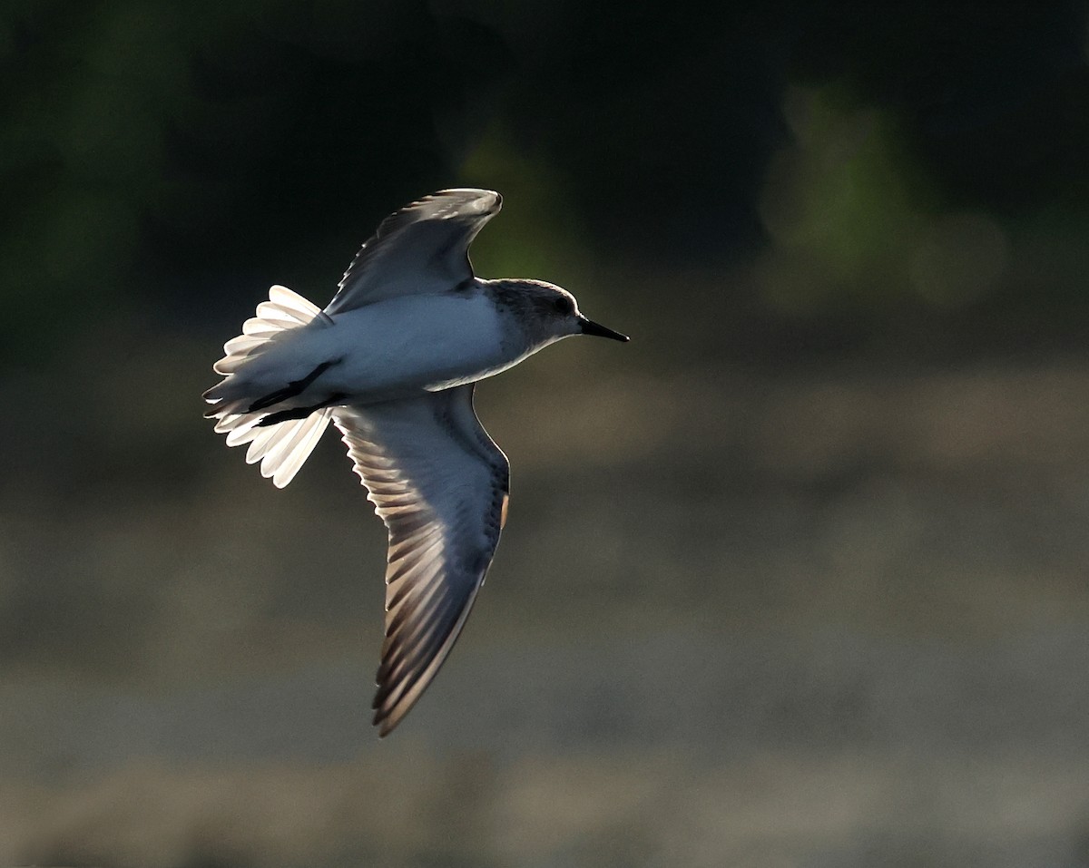 Red-necked Stint - ML620373014