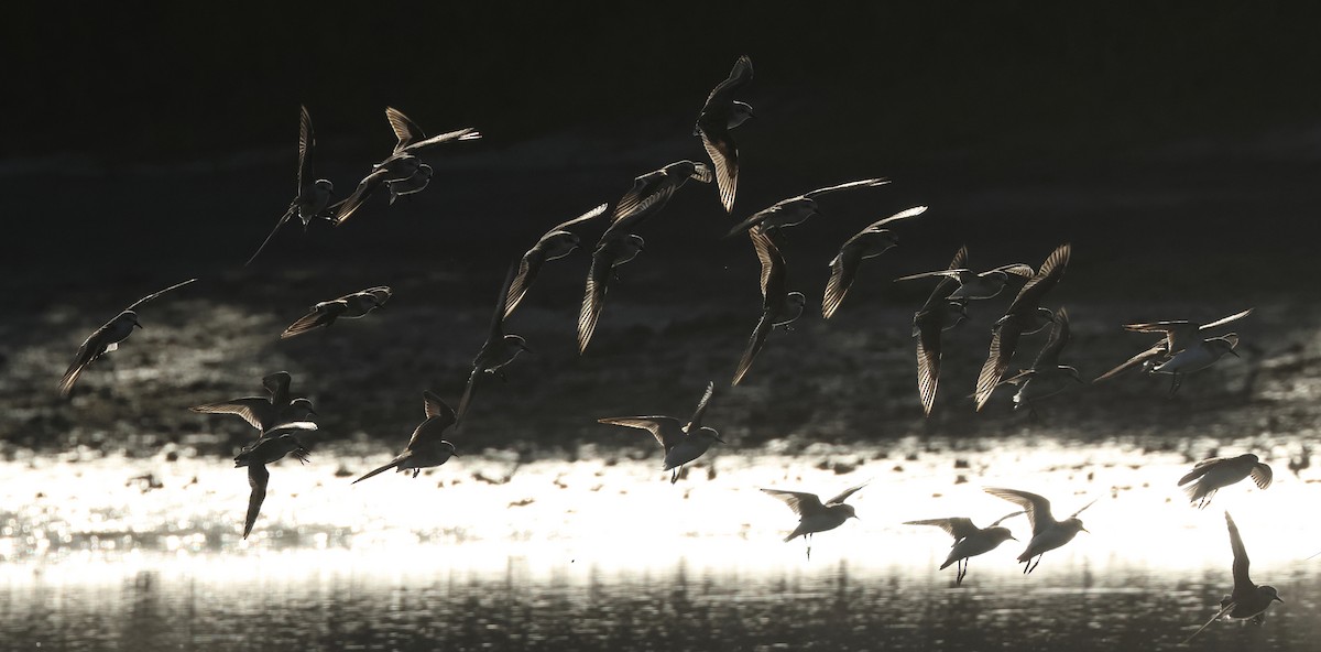 Red-necked Stint - ML620373015