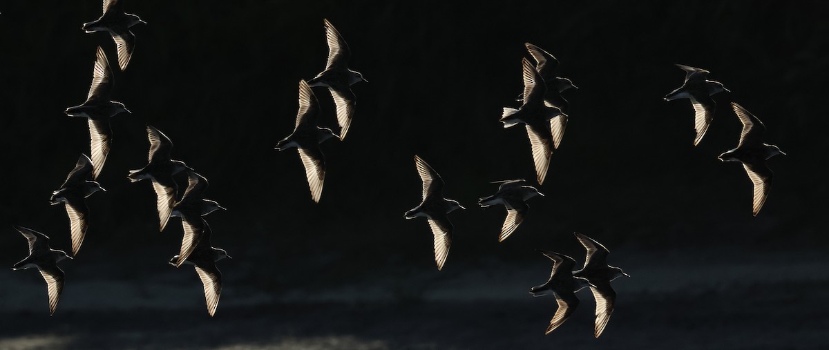 Red-necked Stint - ML620373016